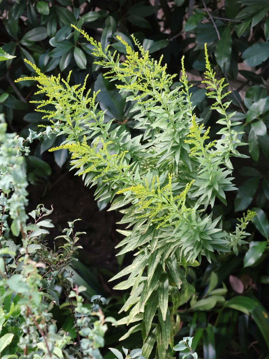 セイタカアワダチソウ20231007蕾が付く