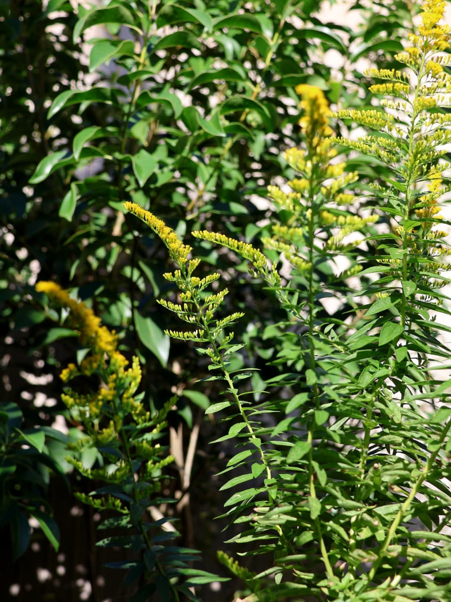 セイタカアワダチソウ20231016咲き始める