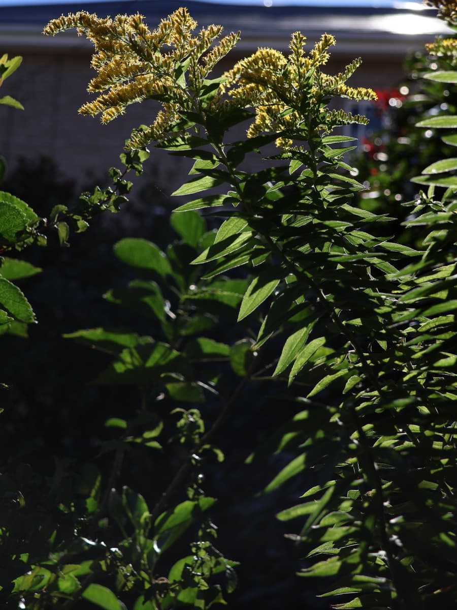 セイタカアワダチソウ20231022逆光に浮かぶ花