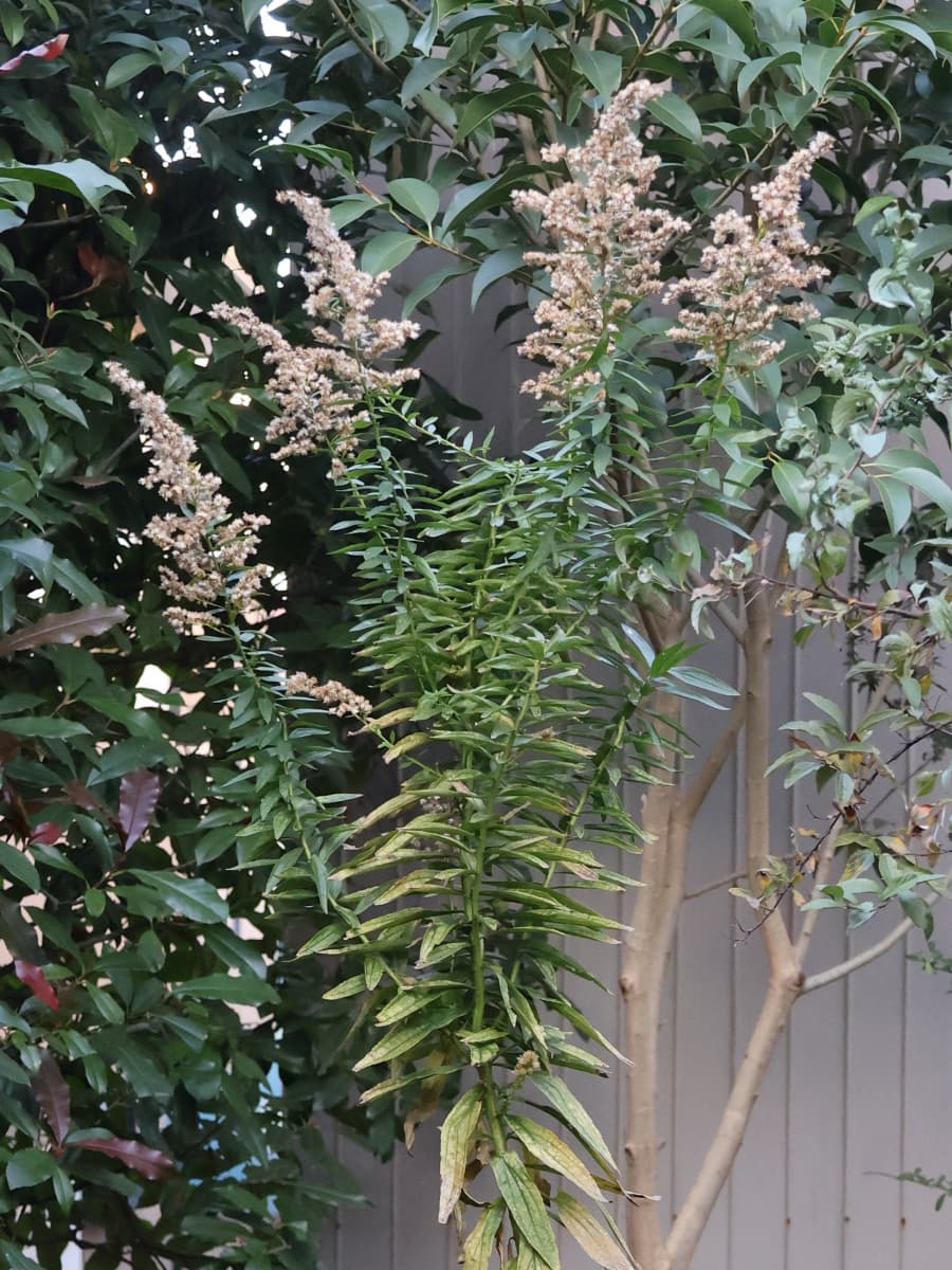 セイタカアワダチソウ20231210花後の冠毛姿