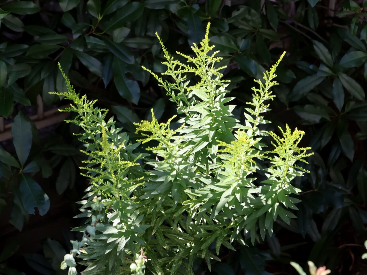 セイタカアワダチソウ20231003上から見た花穂