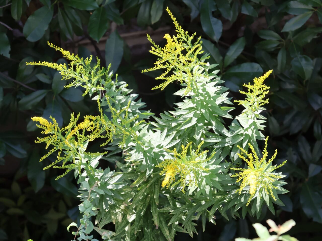 セイタカアワダチソウ202310上から見た花穂に蕾