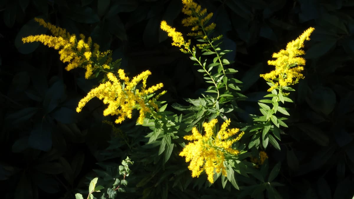 セイタカアワダチソウ20231022上から見た真っ黄色の花穂