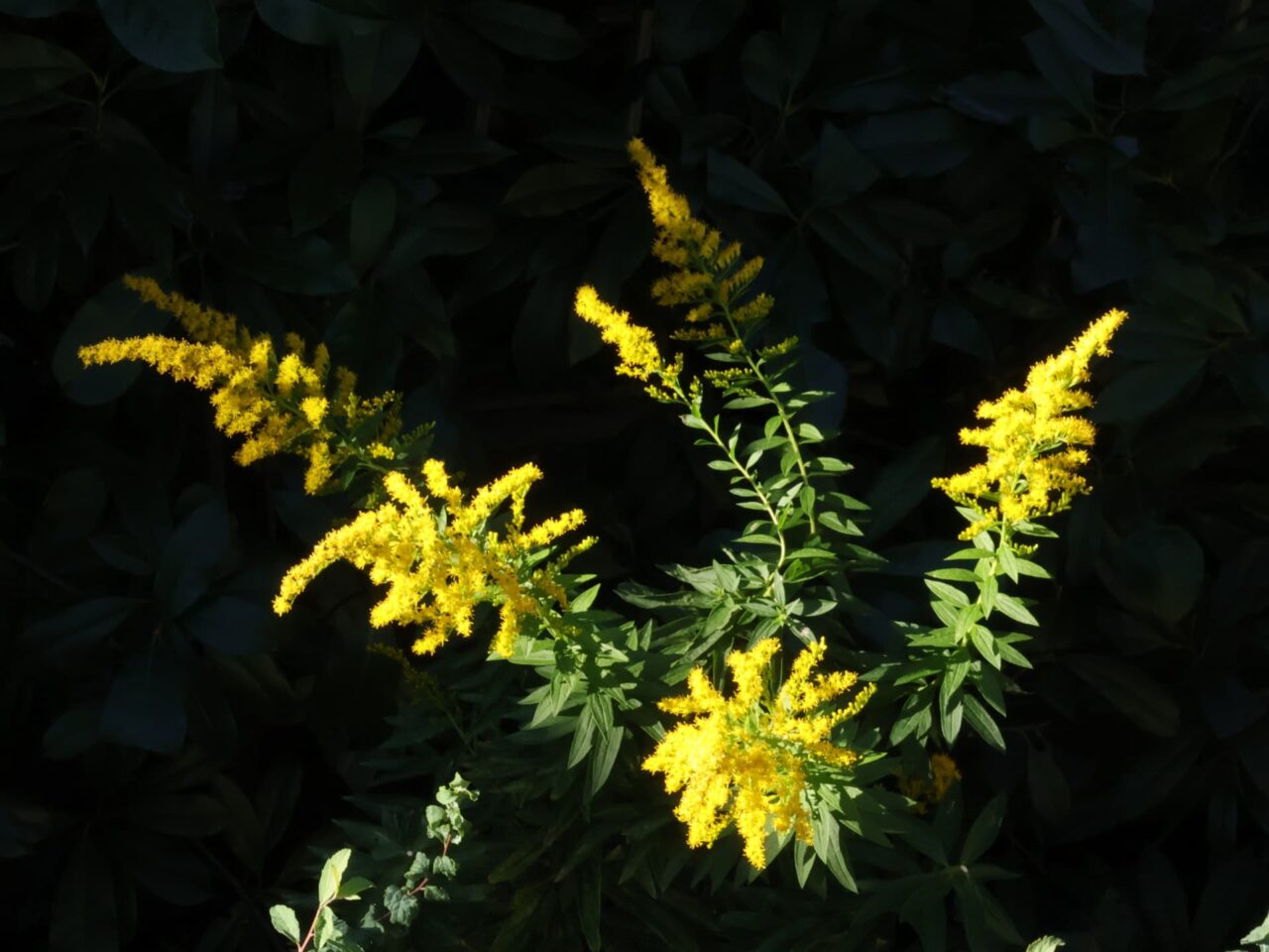 セイタカアワダチソウ20231022上から見た真っ黄色の花穂