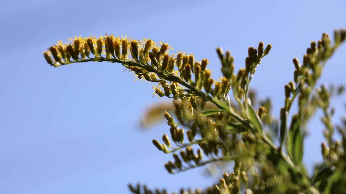 セイタカアワダチソウ花穂20231012光に浮かぶ雄蕊たち