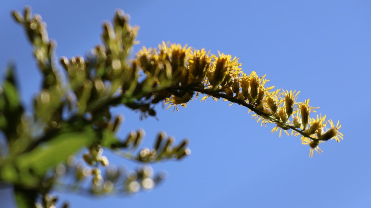 セイタカアワダチソウ花穂20231016光に浮かぶ雄蕊たち