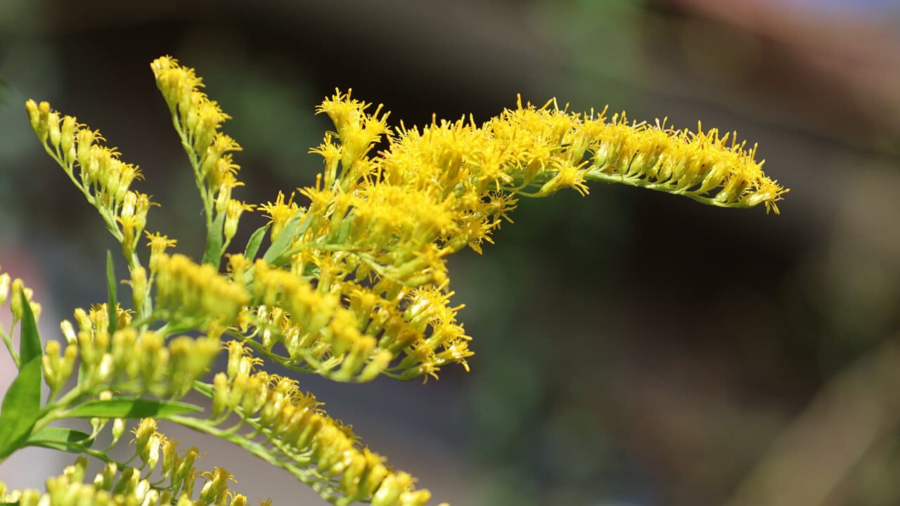セイタカアワダチソウ花穂20231017雄蕊密生