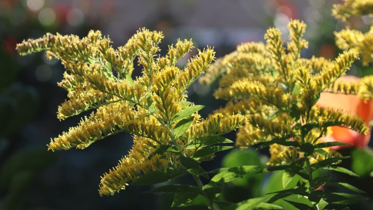 セイタカアワダチソウ花穂20231031光に浮かぶ雄蕊たち