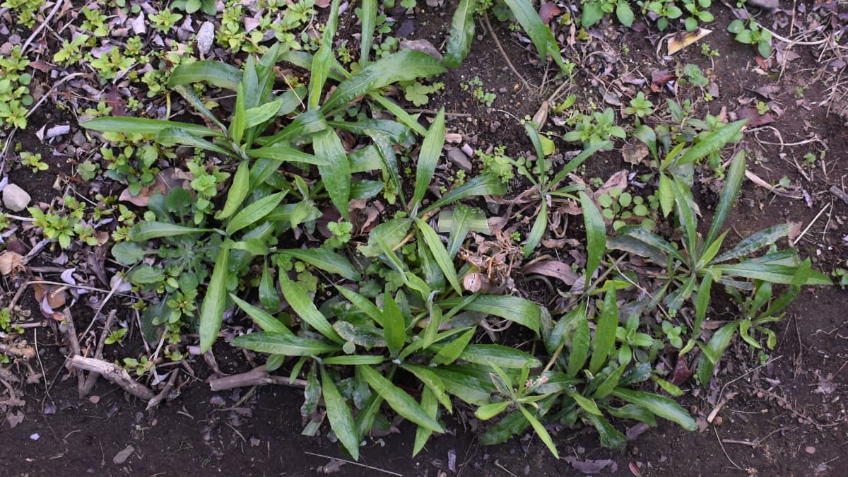 セイタカアワダチソウ20230308幼葉