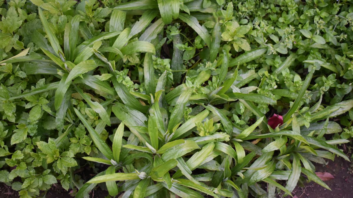 セイタカアワダチソウ20230403幼葉成長