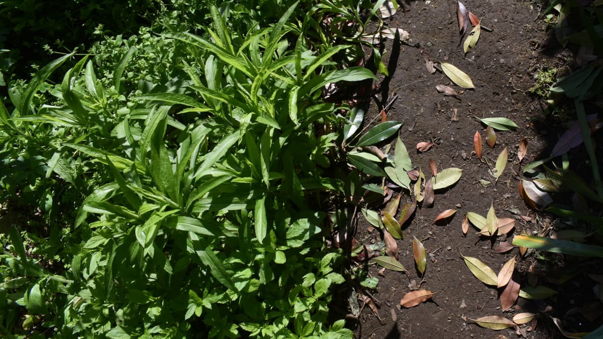 セイタカアワダチソウ20230410他の雑草より成長が早い