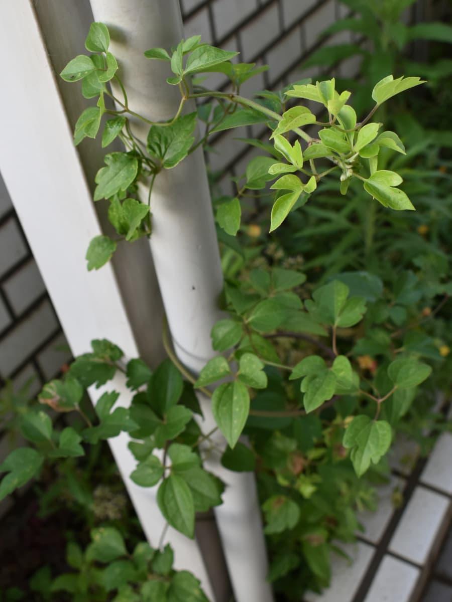 仙人草が生えてきた20201515