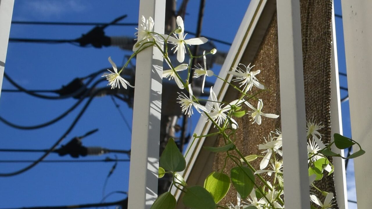 青空バックに真っ白の仙人草の花20200910