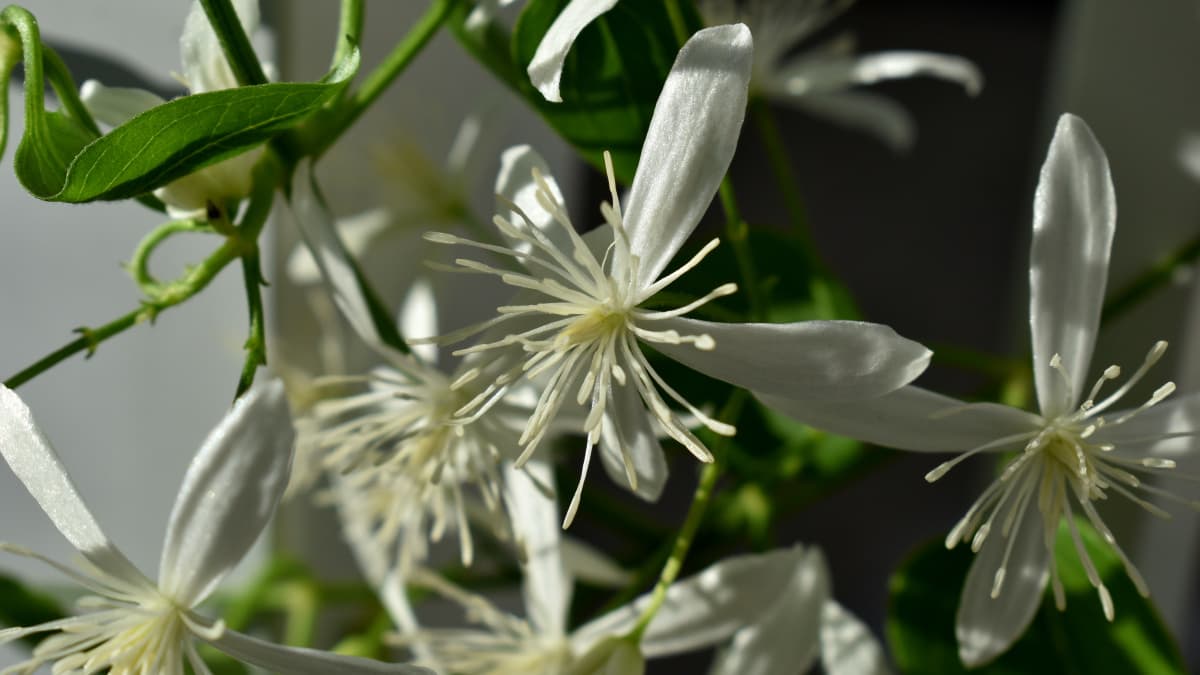 仙人草の花―雄蕊たちがやや左回転している