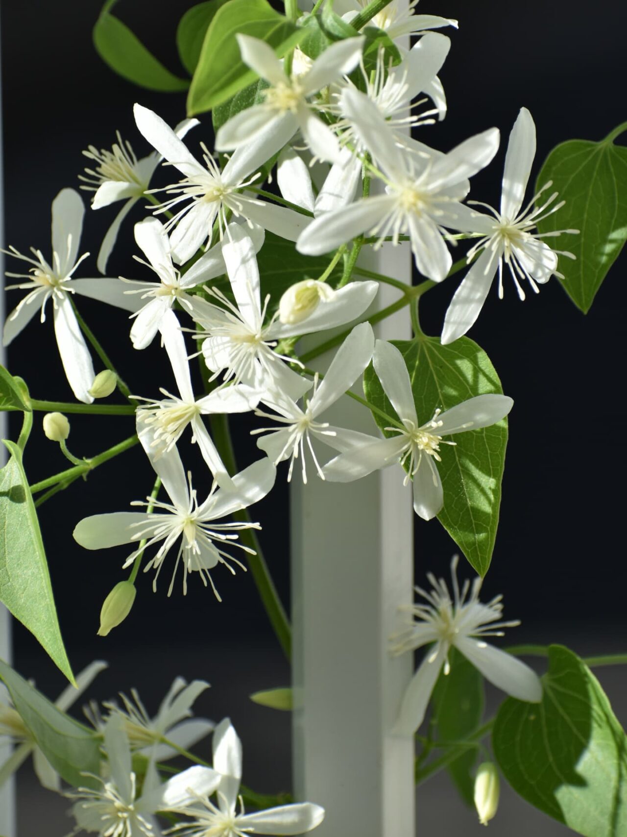 仙人草の花房―線香花火が散っているように見える雄蕊
