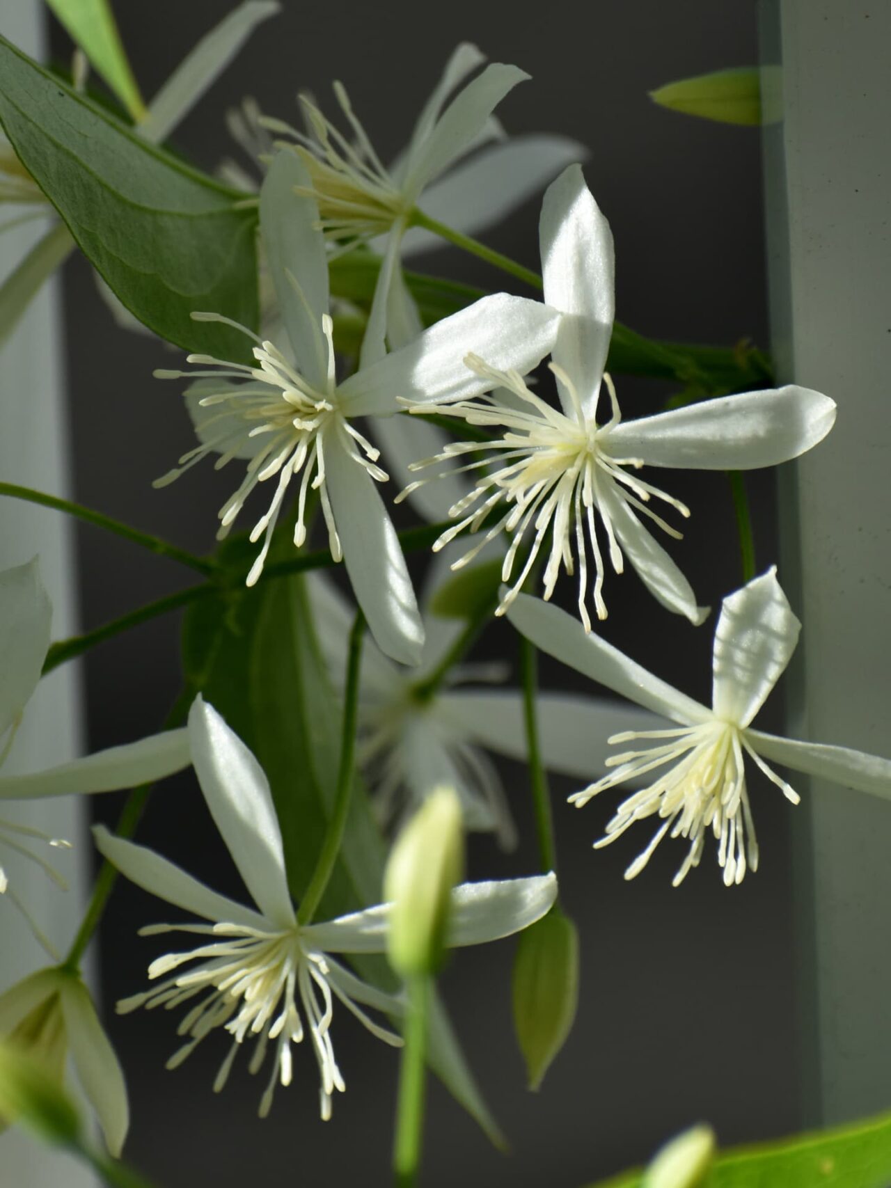 仙人草の花房―線香花火が散っているように見える雄蕊2