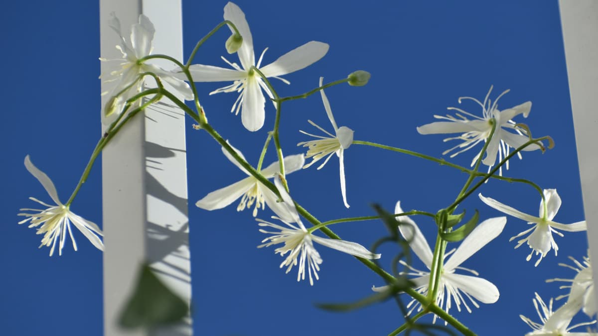 青空バックに真っ白の仙人草の花20200910-2