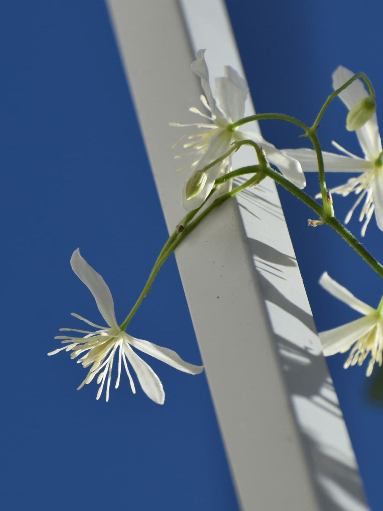 青空バックに真っ白の仙人草の花20200910近接撮影