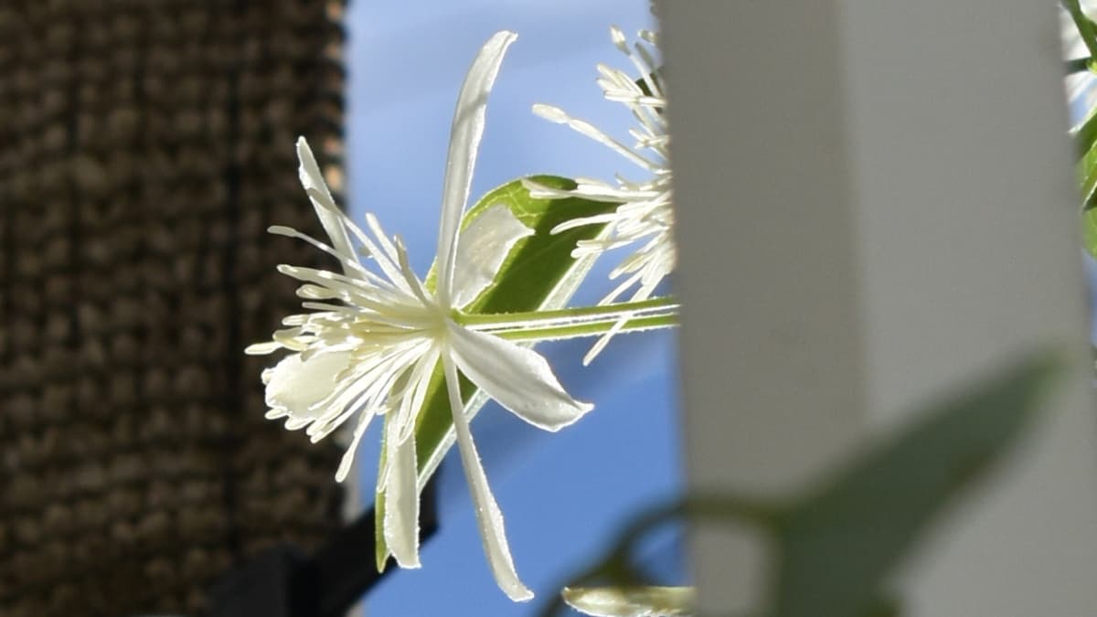 仙人草の花一輪拡大20200910