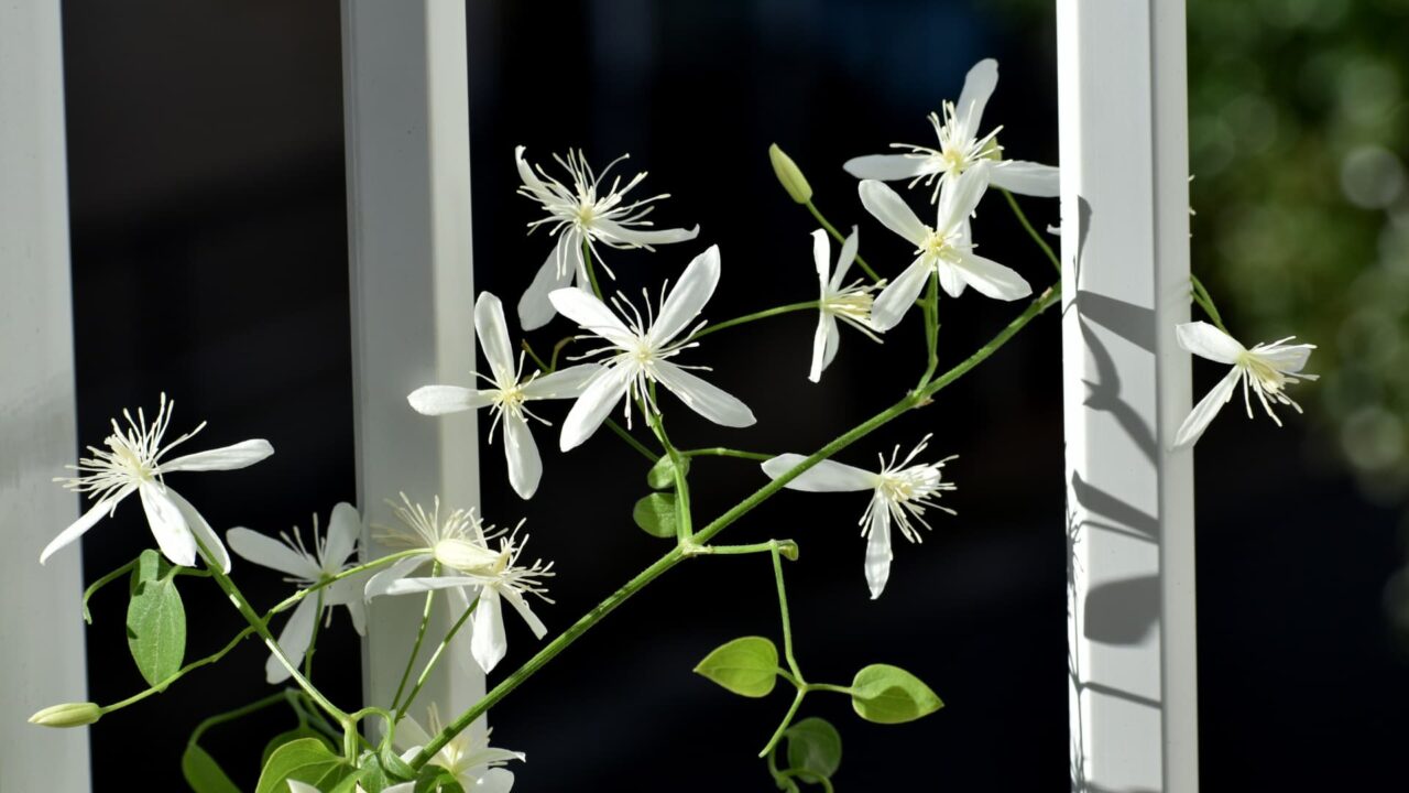 黒を背景に白く浮かび上がる仙人草の花