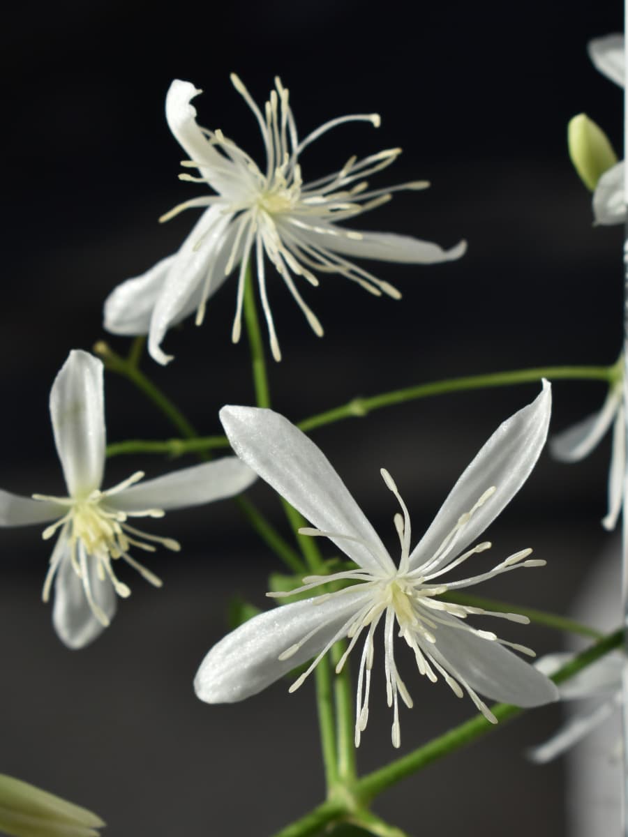 黒を背景に白く浮かび上がる仙人草の花―近接撮影