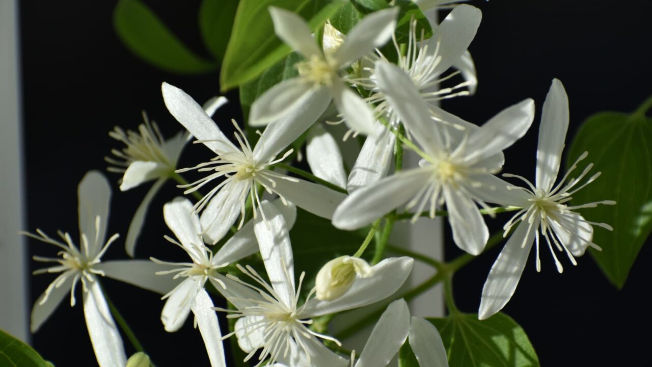 黒を背景に白く浮かび上がる仙人草の花々