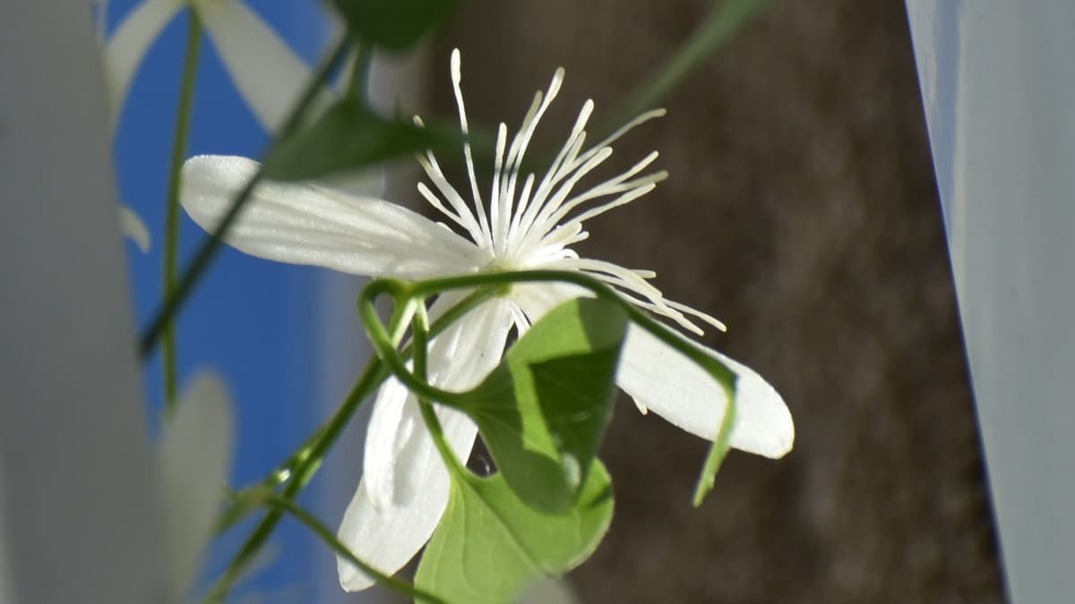 仙人草の花―髭のように長い雄しべ