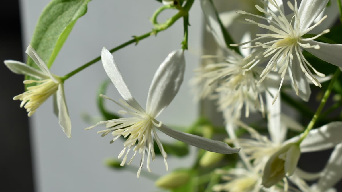 仙人草の花―雄蕊がまるでシャワーから迸る水のよう