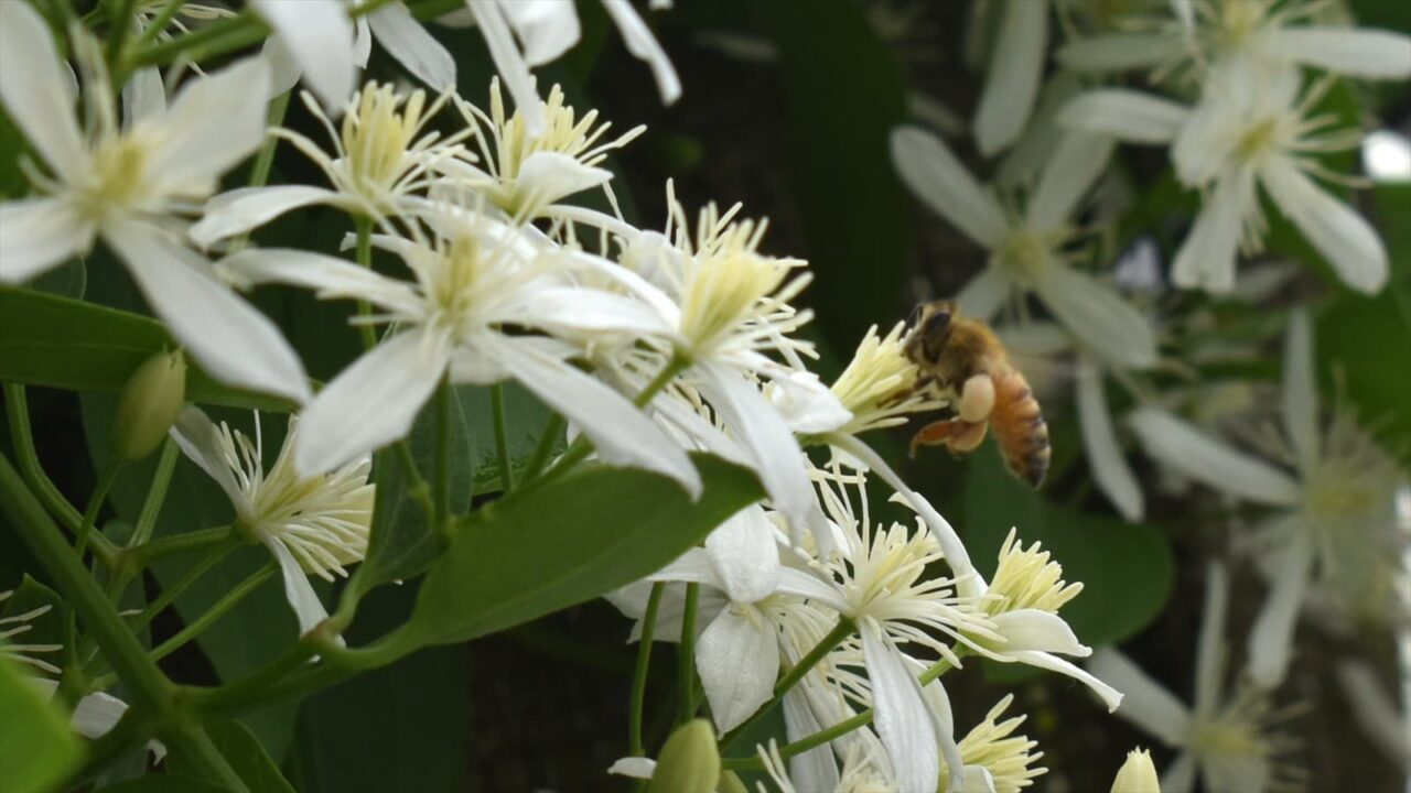 仙人草2021蜜蜂3