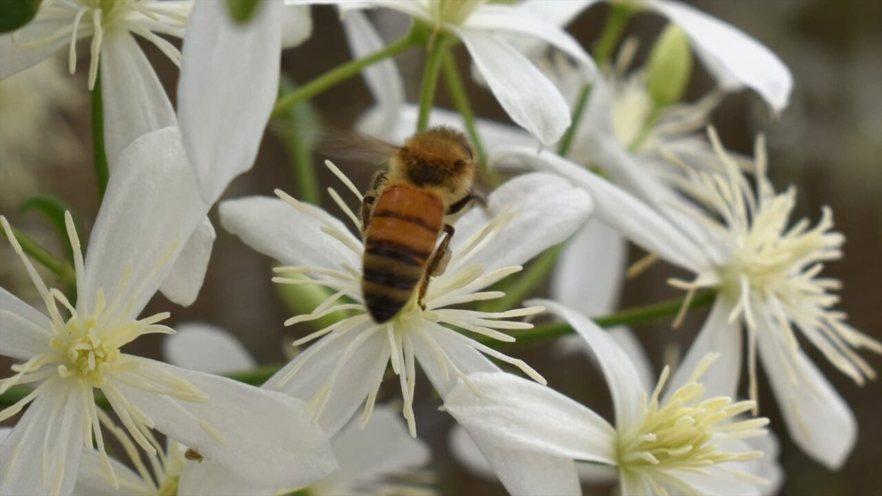 仙人草2021蜜蜂4