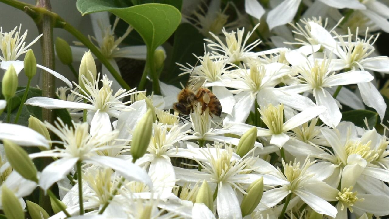 仙人草2021蜜蜂5