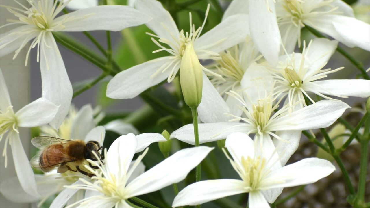 仙人草2021蜜蜂6