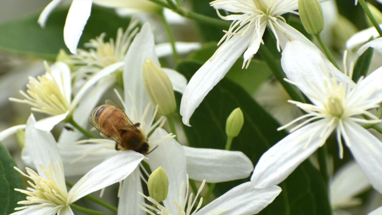 仙人草2021蜜蜂7