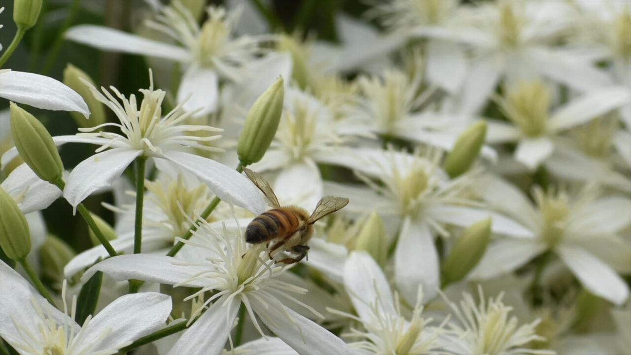 仙人草2021蜜蜂78