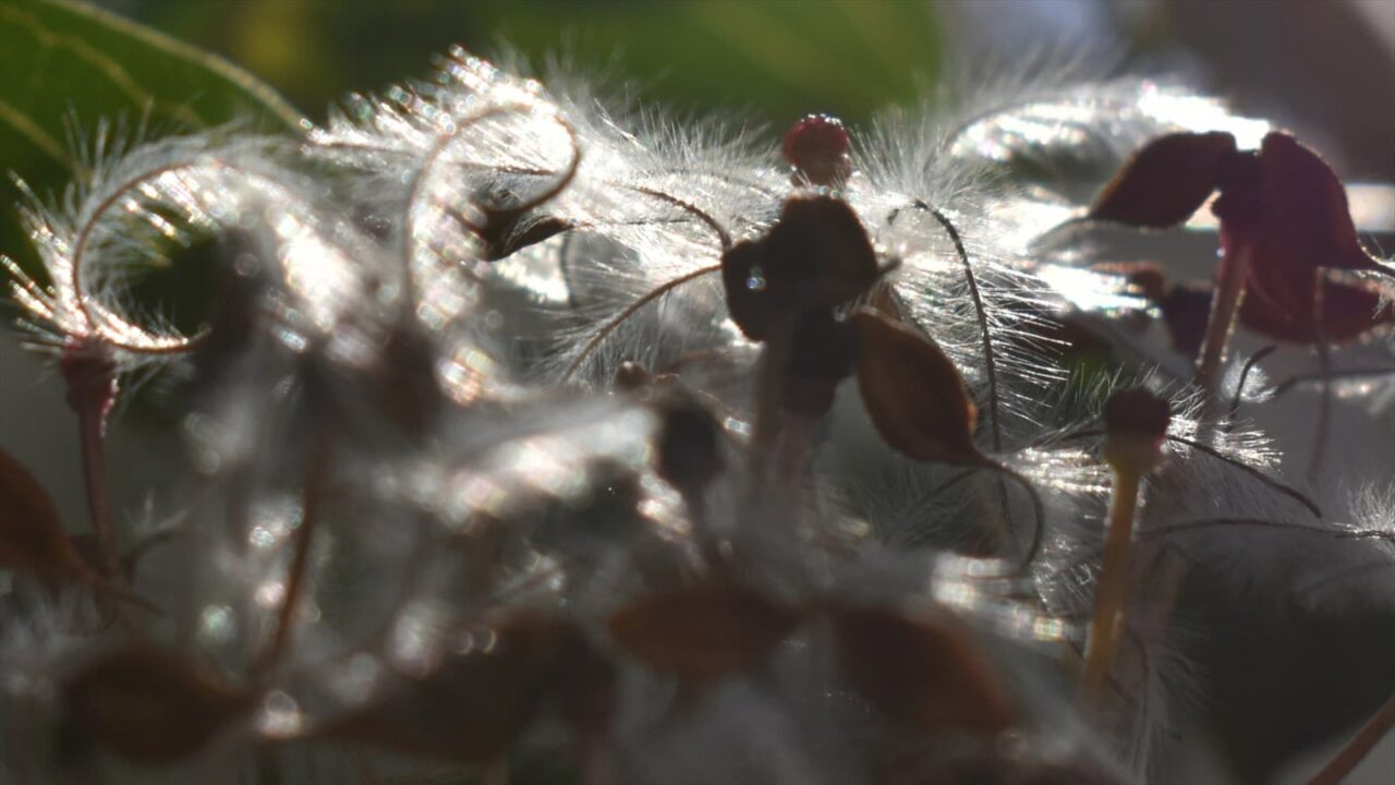 仙人草の髭種にオーブ202111-2