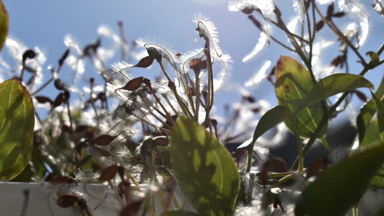 青空に仙人草の髭種202111-1