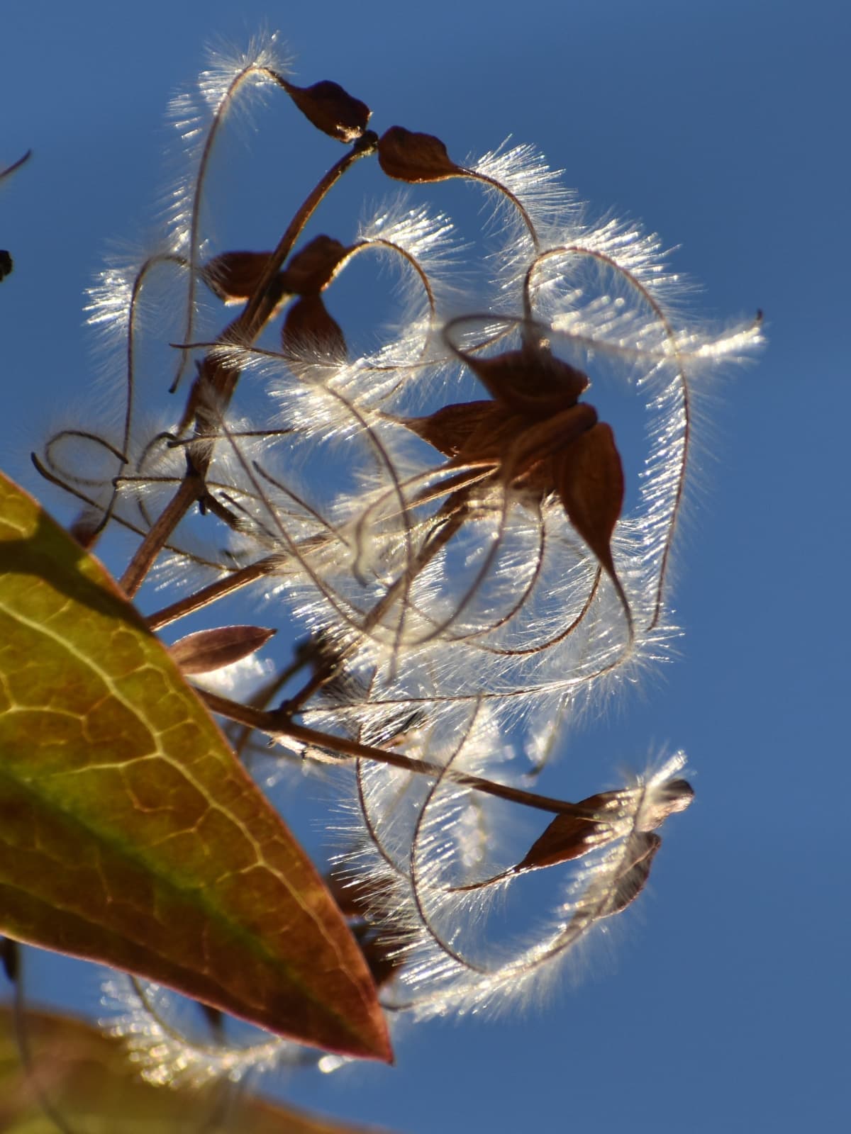 青空に仙人草の髭種202111-10
