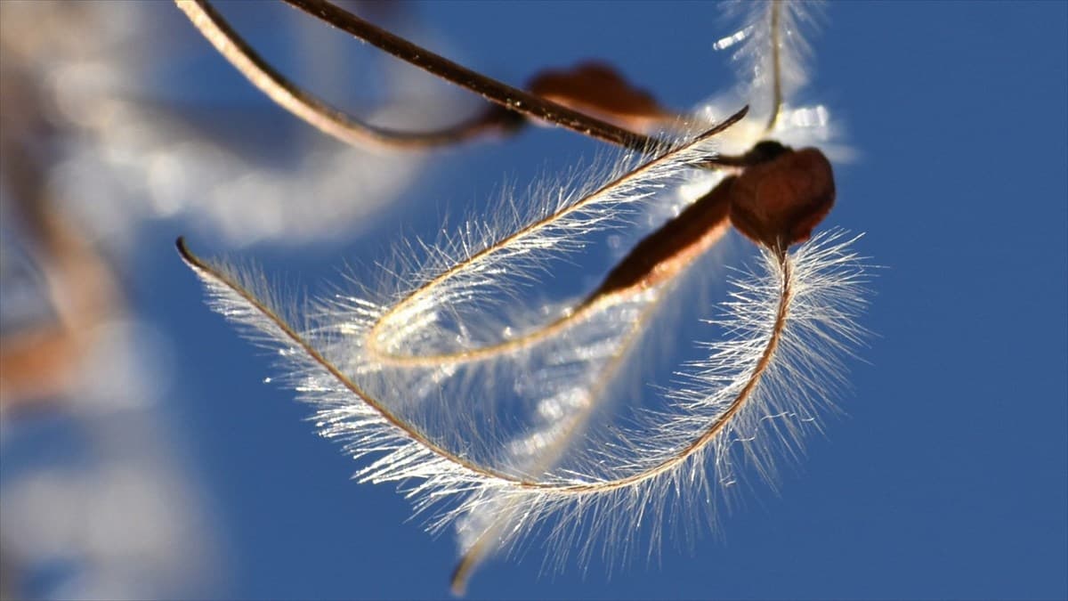 青空に仙人草の髭種202111（キャッチ画像）