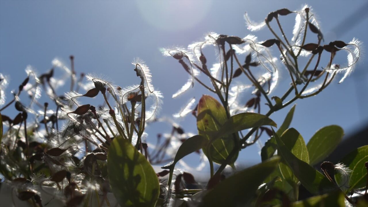 青空に仙人草の髭種202111-3