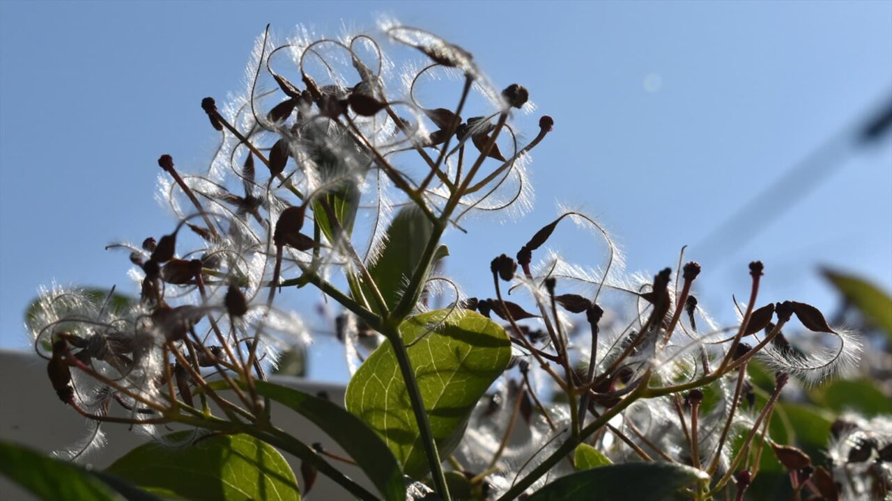 青空に仙人草の髭種202111-4