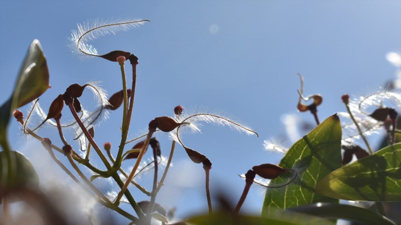 青空に仙人草の髭種202111-5