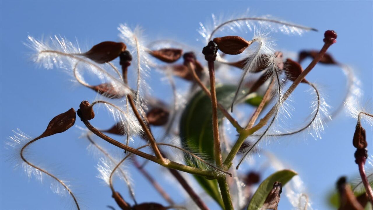 青空に仙人草の髭種202111-8
