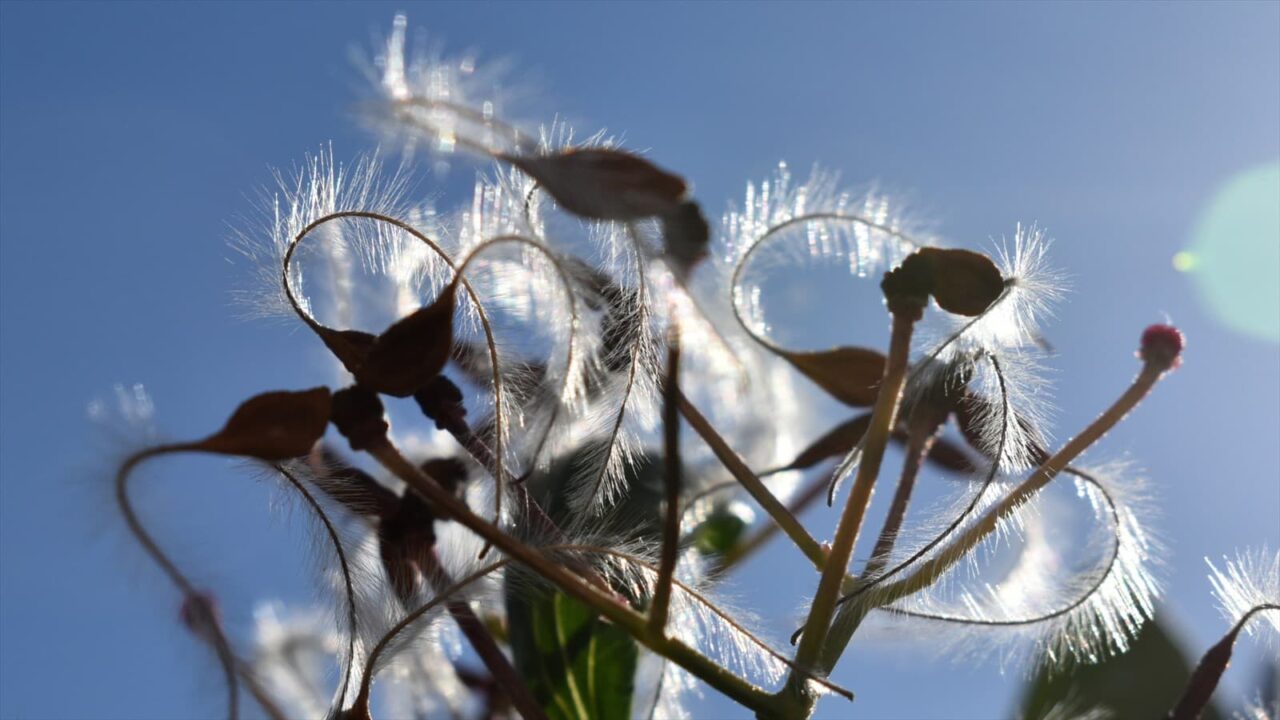 青空に仙人草の髭種202111-9