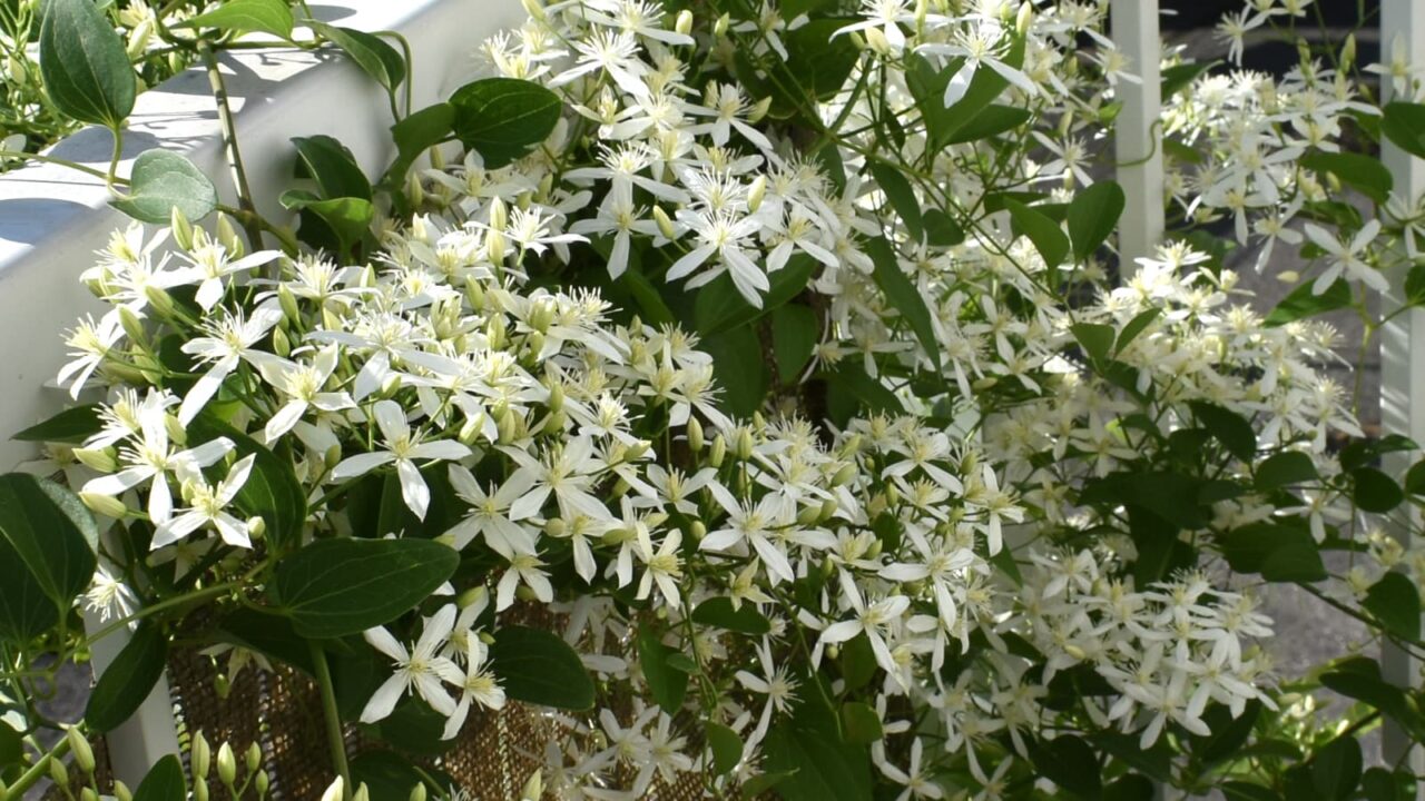 溢れんばかりの仙人草の花1-20210907