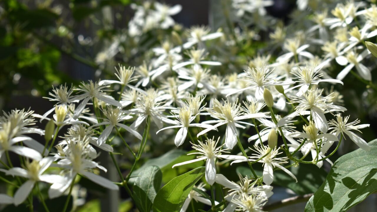 溢れんばかりの仙人草の花1-20210919