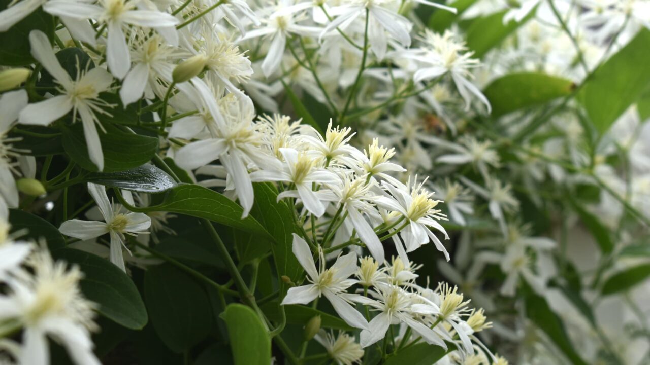 溢れんばかりの仙人草の花202109-1
