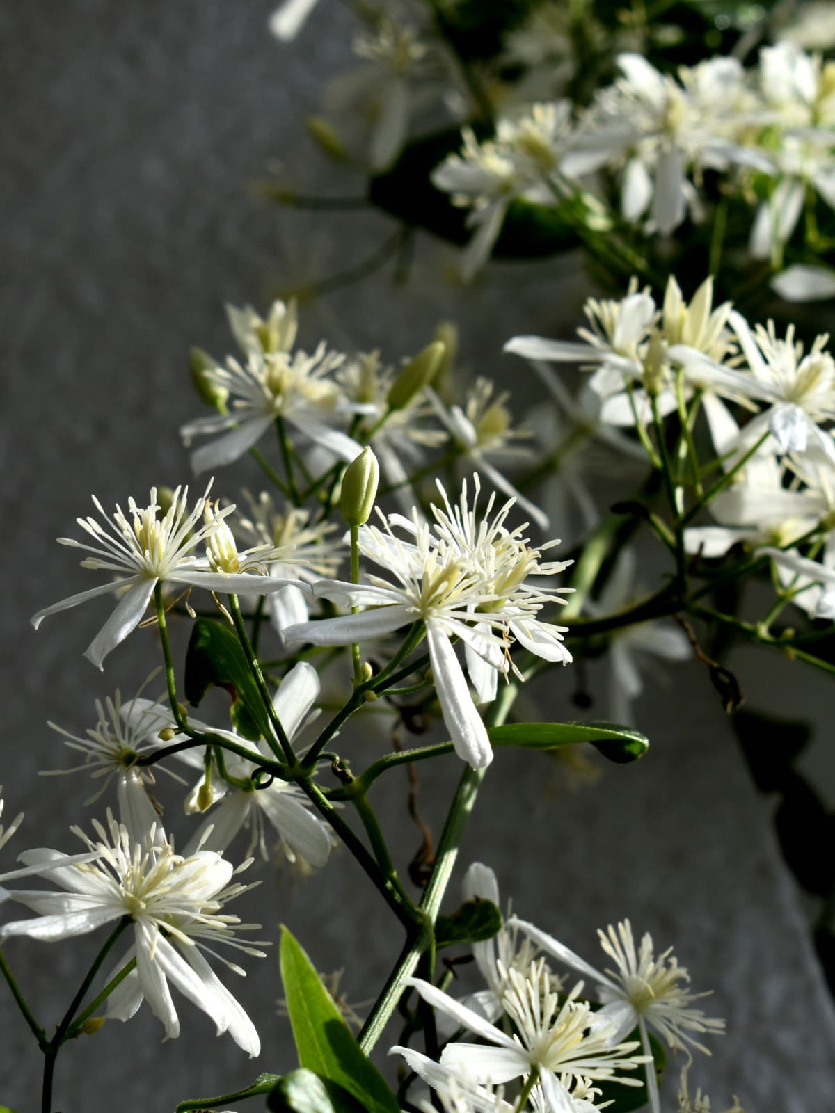 日向日陰の仙人草202109-10