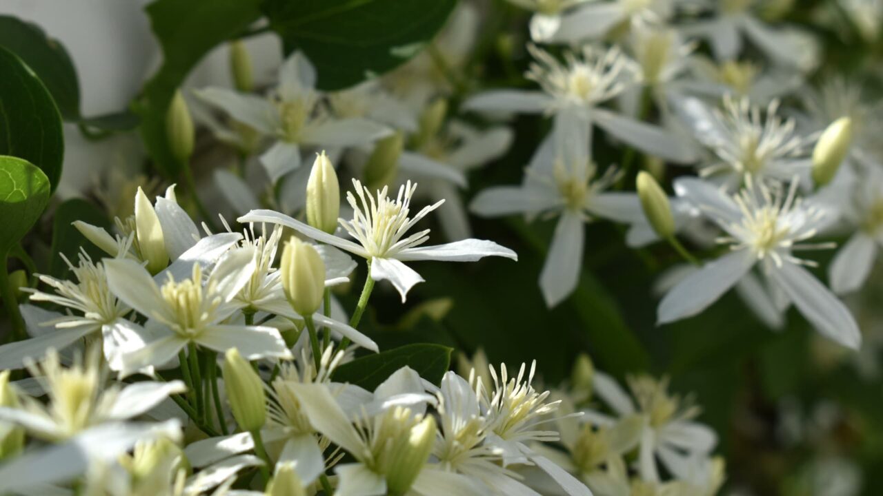 仙人草の群花202109-2