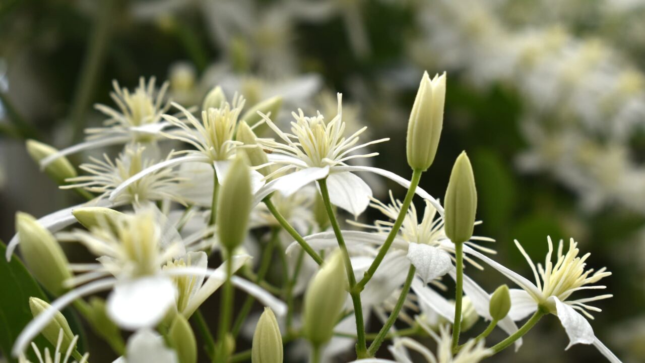 噴出する仙人草の雄蕊202109-3