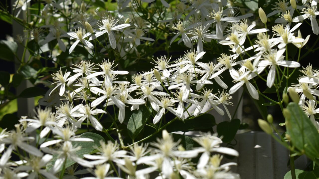 仙人草の群花202109-4